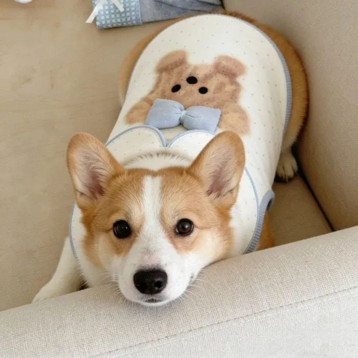Pet Dog Clothes Super Cute Bear Three-Dimensional Bow Skin-Friendly Vest Medium-Sized Dog Corgi Shiba Inu French Bulldog Pug