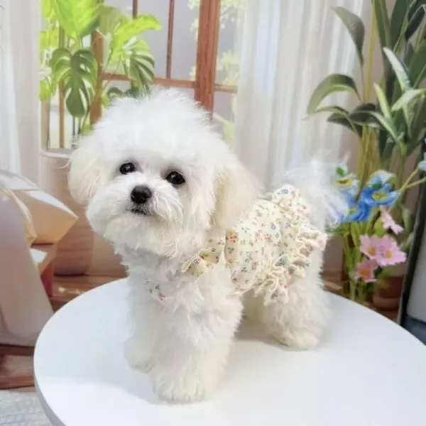 Pet Summer Clothes Floral Ruffle with D-ring Pet Harness Vest for Cat Small Dog Baju Kucing Anjing