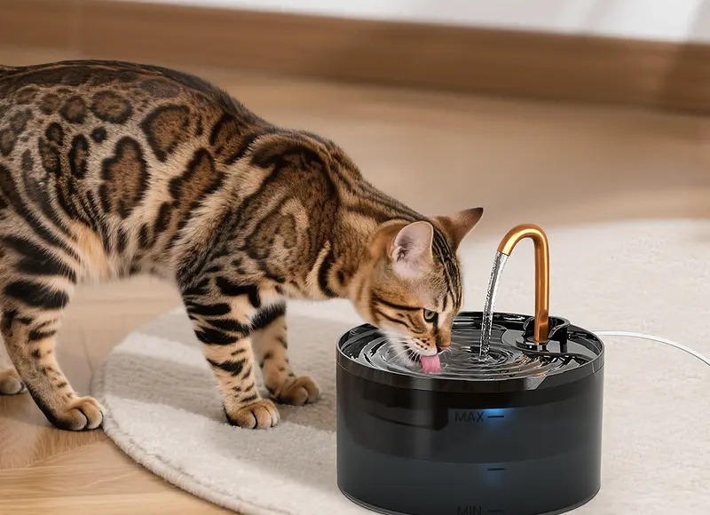 Cat drinking from a 2.1 liter fountain with copper spout